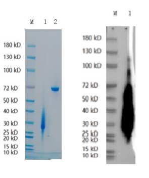 Reducing 4%-20% SDS-PAGE (CBB stained) and WB (Anti-His Mouse Monoclonal Antibody) analysis profiles of purified TGFBR2.
1. TGFBR2: 1 μg
2. BSA: 1 μg
